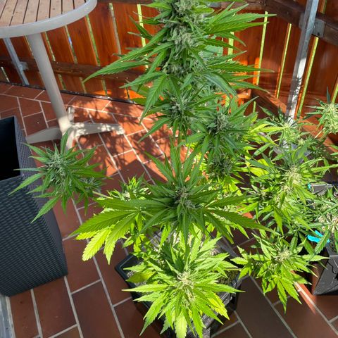 Pink Rozay Automatic growlog timeline photo