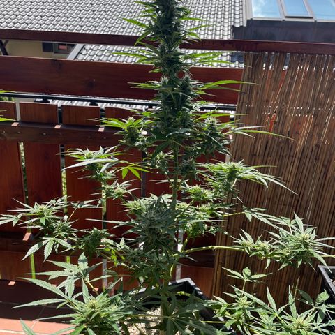StrawZ Automatic growlog timeline photo