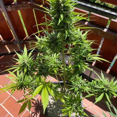 Pink Rozay Automatic growlog timeline photo