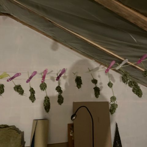 Watermelon Candy Automatic growlog timeline photo