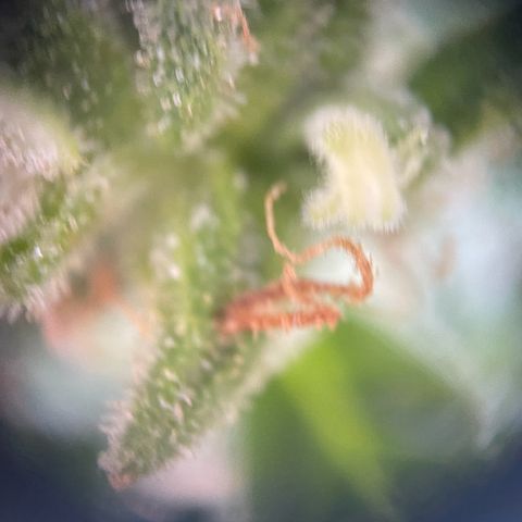 Pink Rozay Automatic growlog timeline photo