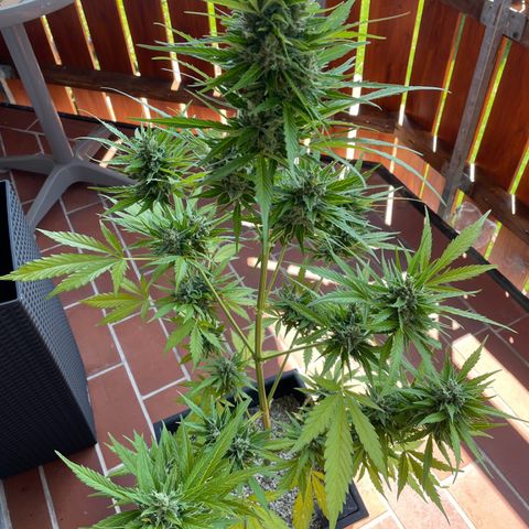 Pink Rozay Automatic growlog timeline photo