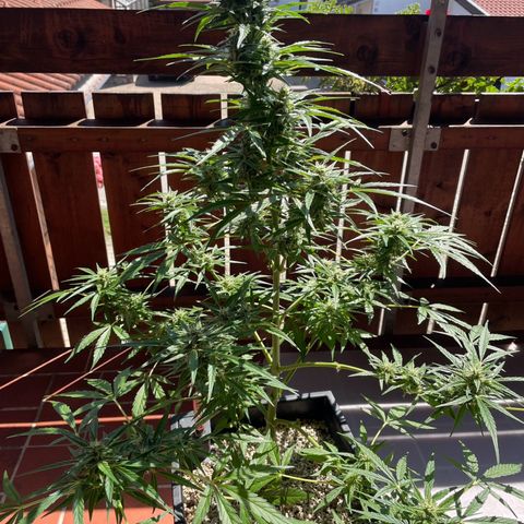StrawZ Automatic growlog timeline photo