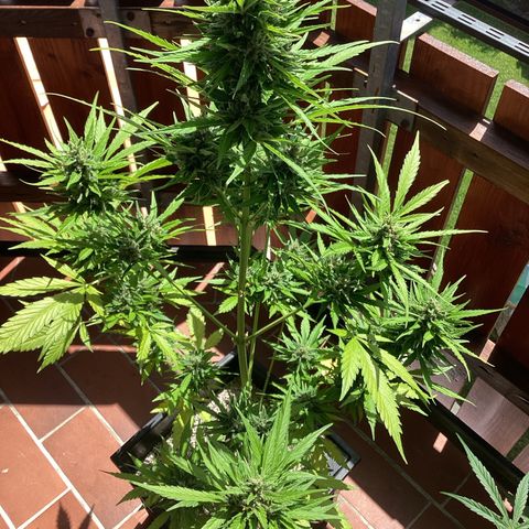 Pink Rozay Automatic growlog timeline photo