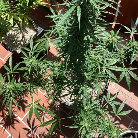 StrawZ Automatic growlog timeline photo