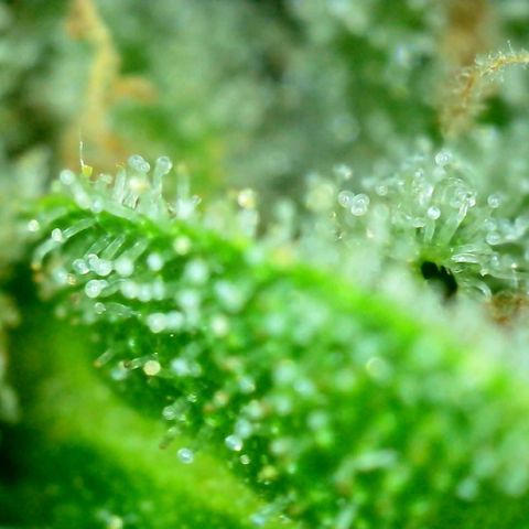 Pink Rozay Automatic growlog photo: Morgen geht’s in die Dunkelkammer 