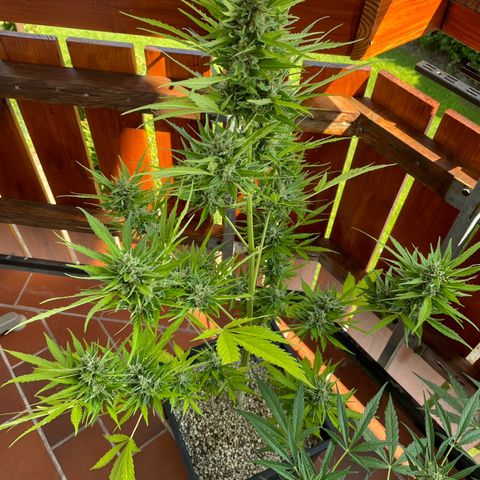 Pink Rozay Automatic growlog timeline photo
