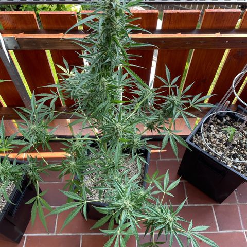 StrawZ Automatic growlog timeline photo