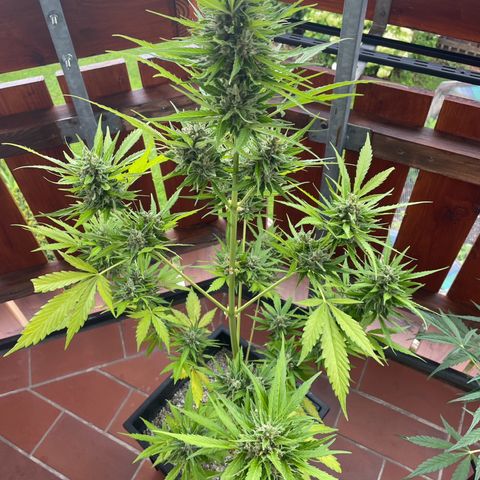 Pink Rozay Automatic growlog timeline photo