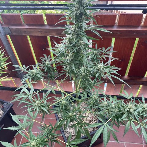 StrawZ Automatic growlog timeline photo