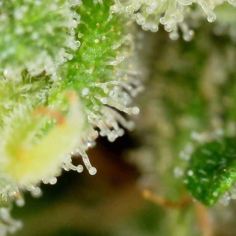 Pink Rozay Automatic growlog timeline photo