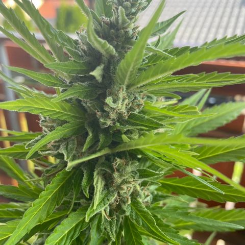 Pink Rozay Automatic growlog timeline photo