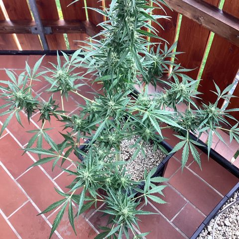 StrawZ Automatic growlog timeline photo