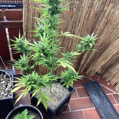 Pink Rozay Automatic growlog timeline photo