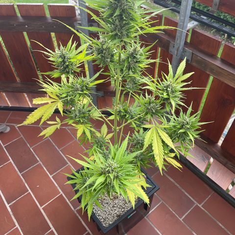Pink Rozay Automatic growlog photo: Ab in die Dunkelkammer 