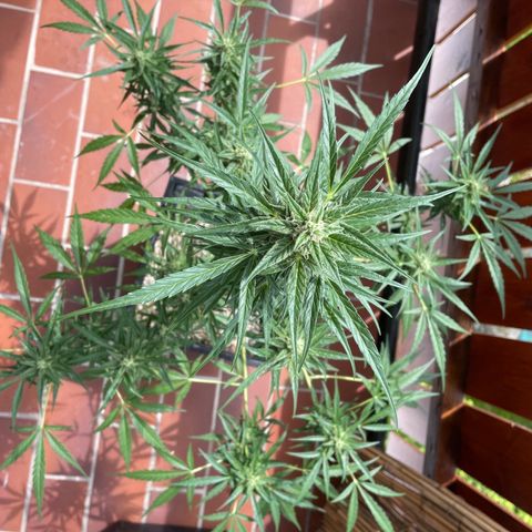 StrawZ Automatic growlog timeline photo