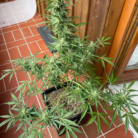 StrawZ Automatic growlog timeline photo