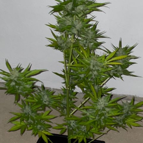 Pink Rozay Automatic growlog timeline photo