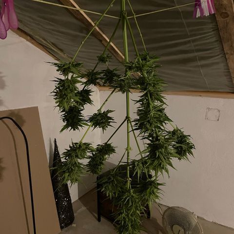 Pink Rozay Automatic growlog timeline photo