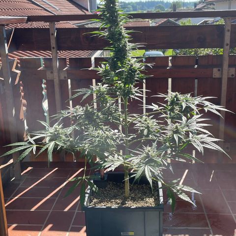 StrawZ Automatic growlog timeline photo