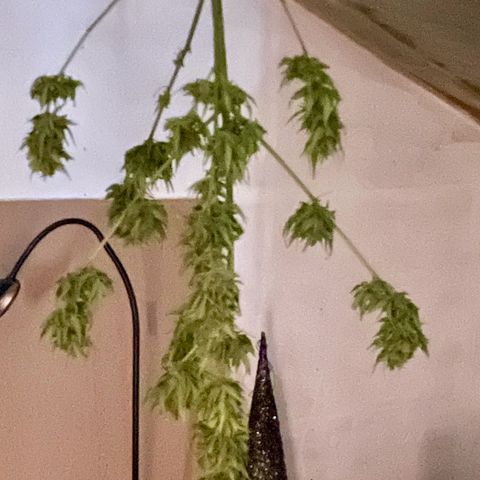 Pink Rozay Automatic growlog timeline photo