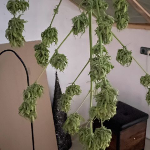 Pink Rozay Automatic growlog timeline photo