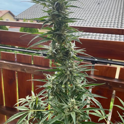 StrawZ Automatic growlog timeline photo