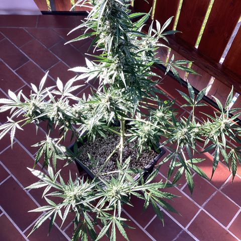 StrawZ Automatic growlog timeline photo