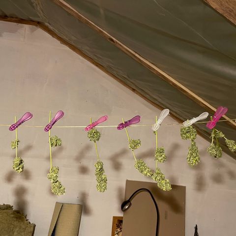 Pink Rozay Automatic growlog timeline photo