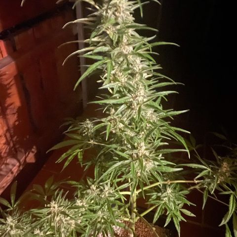 StrawZ Automatic growlog timeline photo