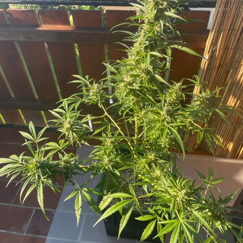 StrawZ Automatic growlog timeline photo