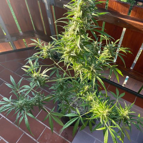 StrawZ Automatic growlog timeline photo