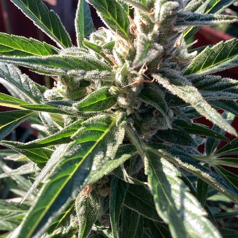 StrawZ Automatic growlog timeline photo