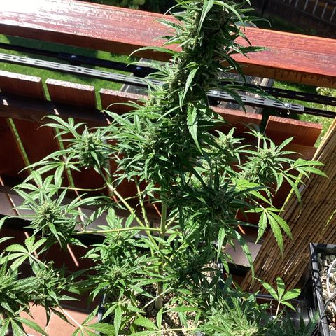 StrawZ Automatic growlog timeline photo