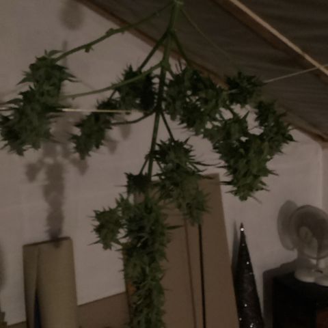 StrawZ Automatic growlog timeline photo