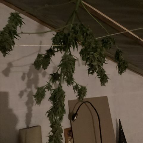 StrawZ Automatic growlog timeline photo