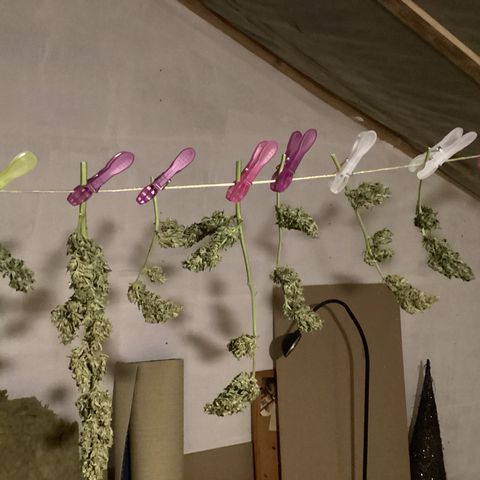 StrawZ Automatic growlog timeline photo