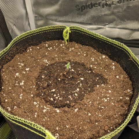 Milky Way growlog timeline photo
