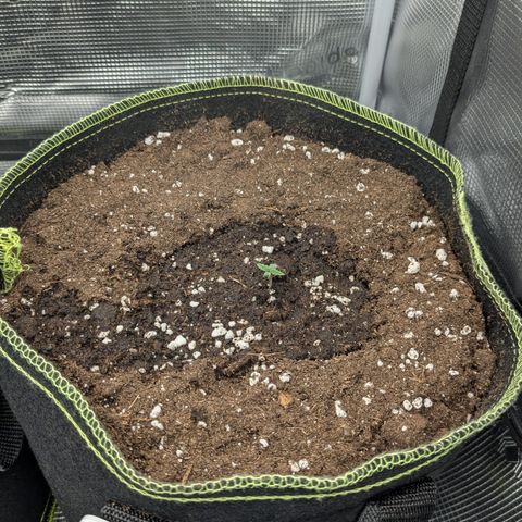 Wedding Cake growlog timeline photo