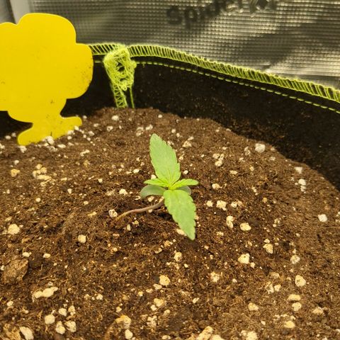 Milky Way growlog timeline photo