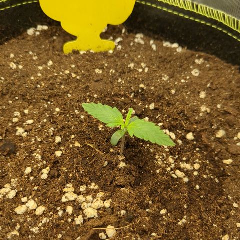 Wedding Cake growlog timeline photo