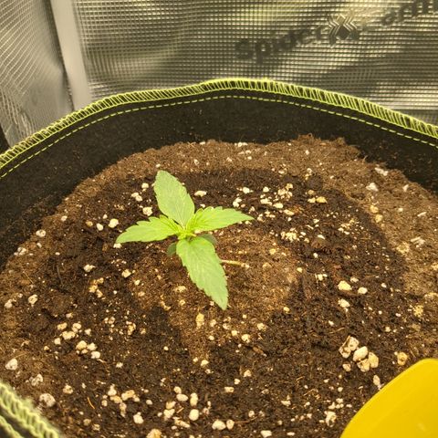 Milky Way growlog timeline photo