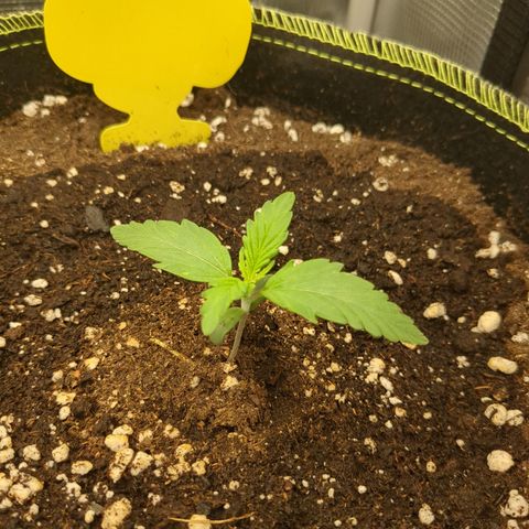 Wedding Cake growlog timeline photo