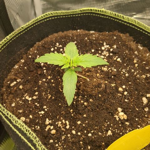 Milky Way growlog timeline photo