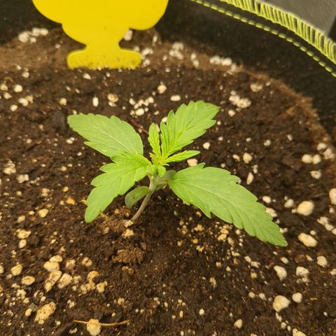 Wedding Cake growlog timeline photo