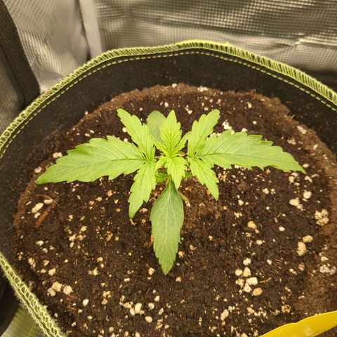 Milky Way growlog timeline photo