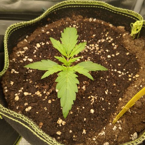 Wedding Cake growlog timeline photo