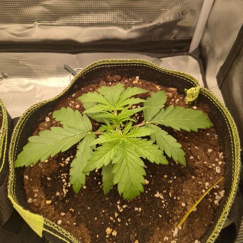Wedding Cake growlog timeline photo