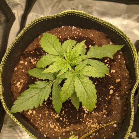 Milky Way growlog timeline photo