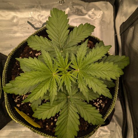 Wedding Cake growlog timeline photo
